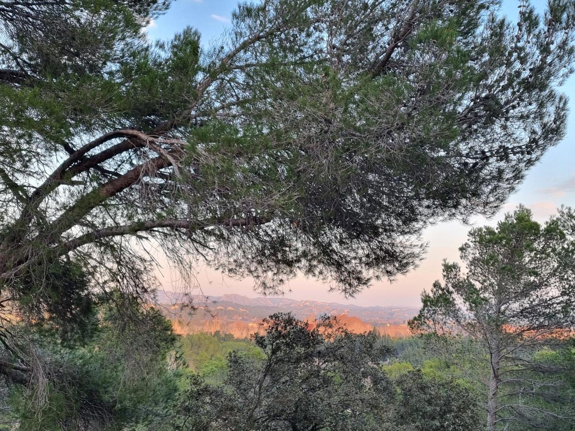 Les Garrigues De La Vallee Des Baux