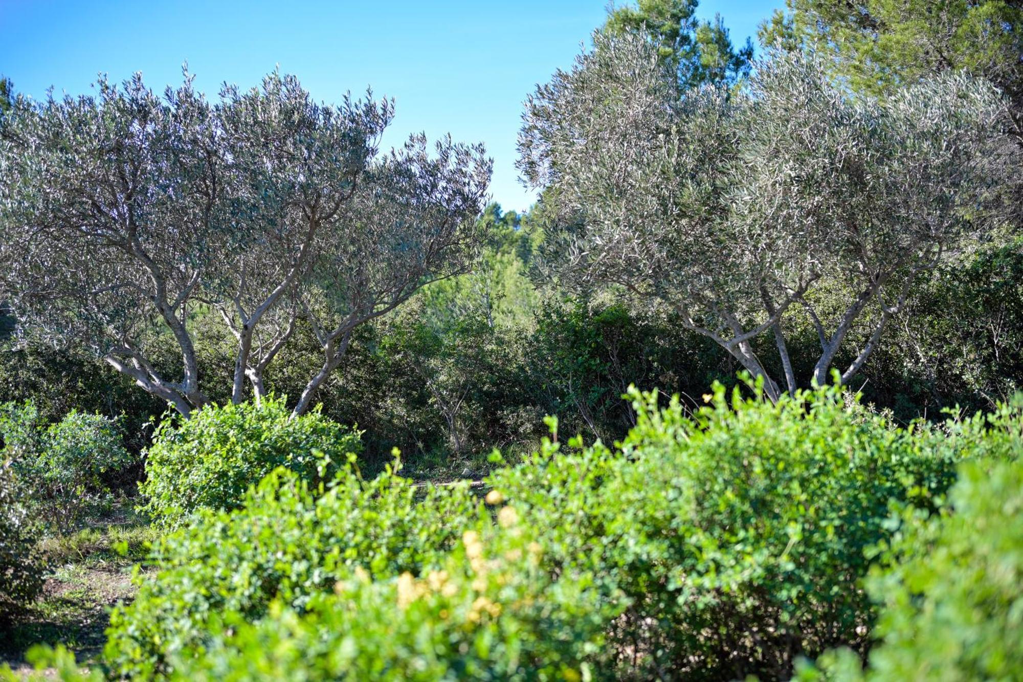 Les Garrigues De La Vallee Des Baux *